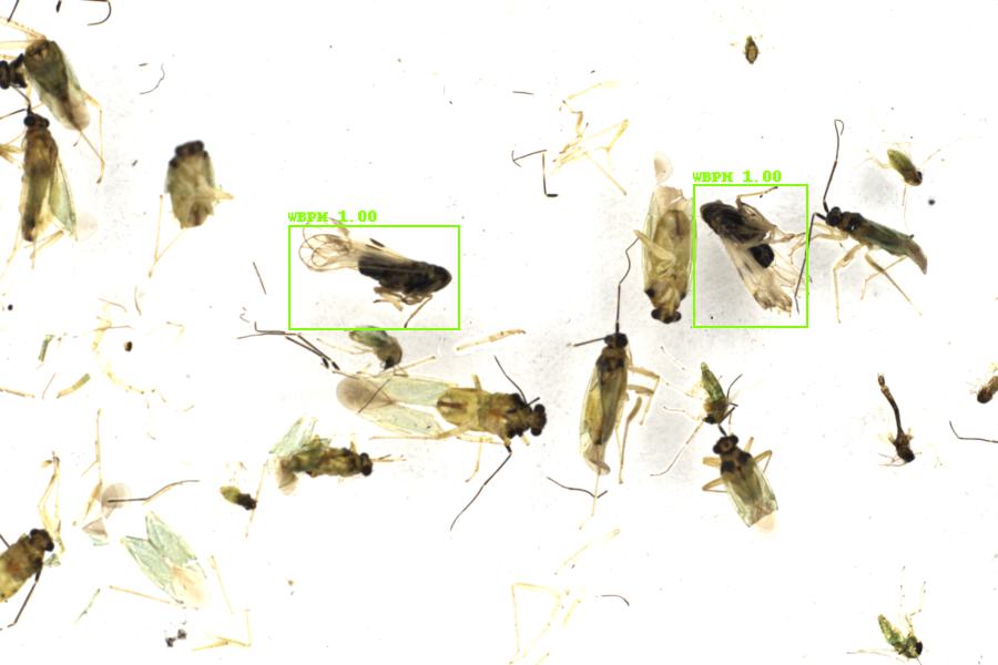 Image 33